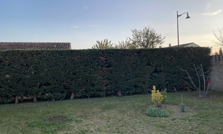 Taille de haie de cyprès à Cheval-Blanc