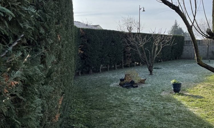 Taille de haie de cyprès à Cheval-Blanc